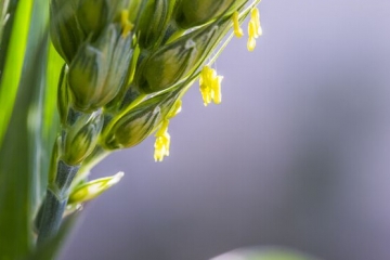 世界上寿命最短的花：小麦花，开花时间只有五分钟